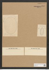Diatomeae indet. Zeichnungen Sammlung Grunow Nr. 3586 (NHMW-BOT-W0371176)